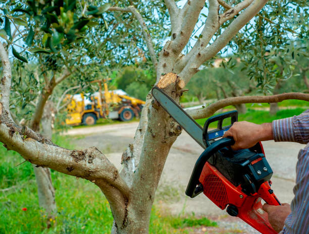 Best Professional Tree Care  in St Joseph, MN